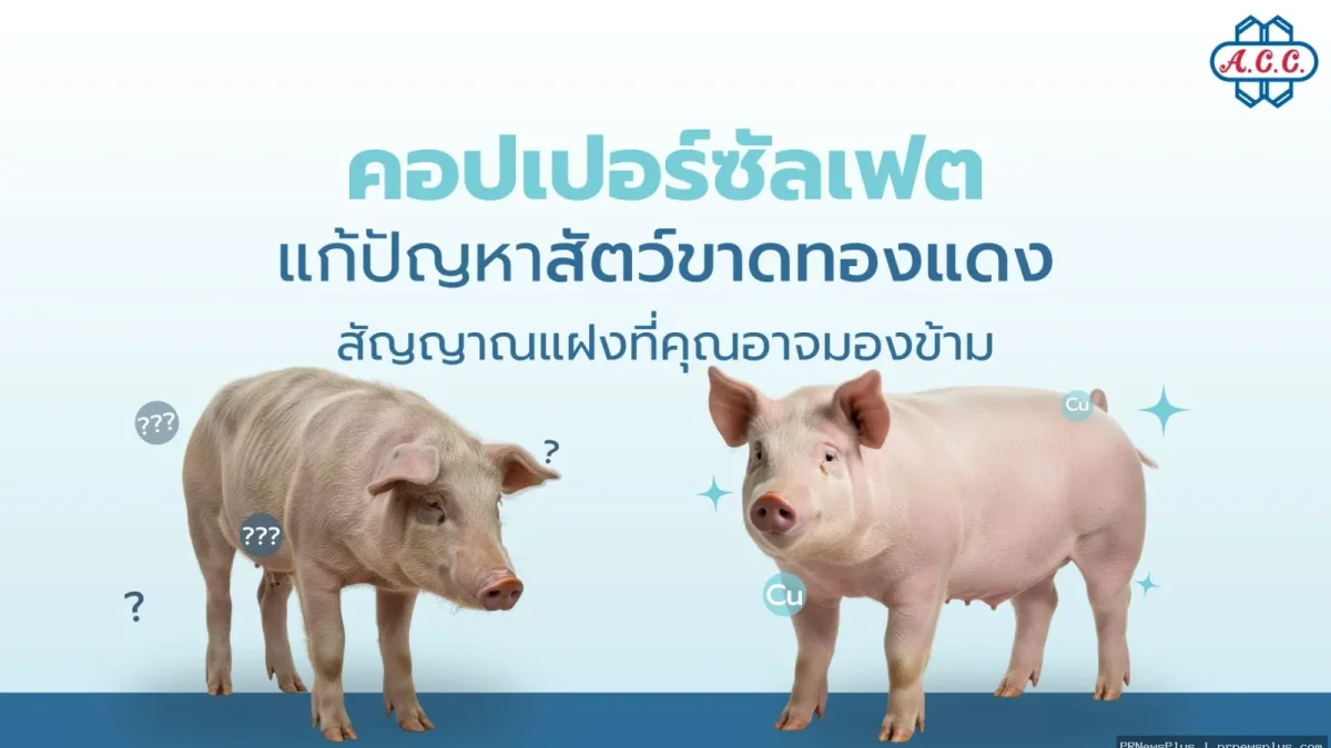 สัญญาณแฝง "สัตว์ขาดทองแดง" ปัญหาเงียบในฟาร์มที่แก้ได้ด้วยคอปเปอร์ซัลเฟตคุณภาพ