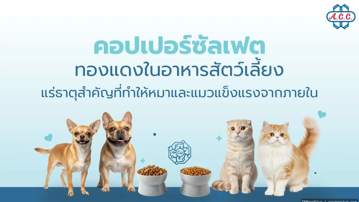 เจาะลึก 'ทองแดง' แร่ธาตุลับในอาหารสัตว์เลี้ยง กุญแจสำคัญสู่สุขภาพที่ดีและข้อควรระวังเฉพาะสายพันธุ์